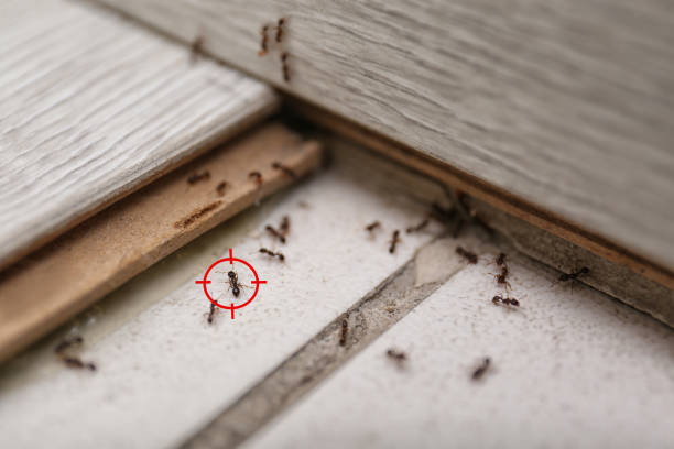 Best Affordable Pest Control Services  in Wilkes Barre, PA